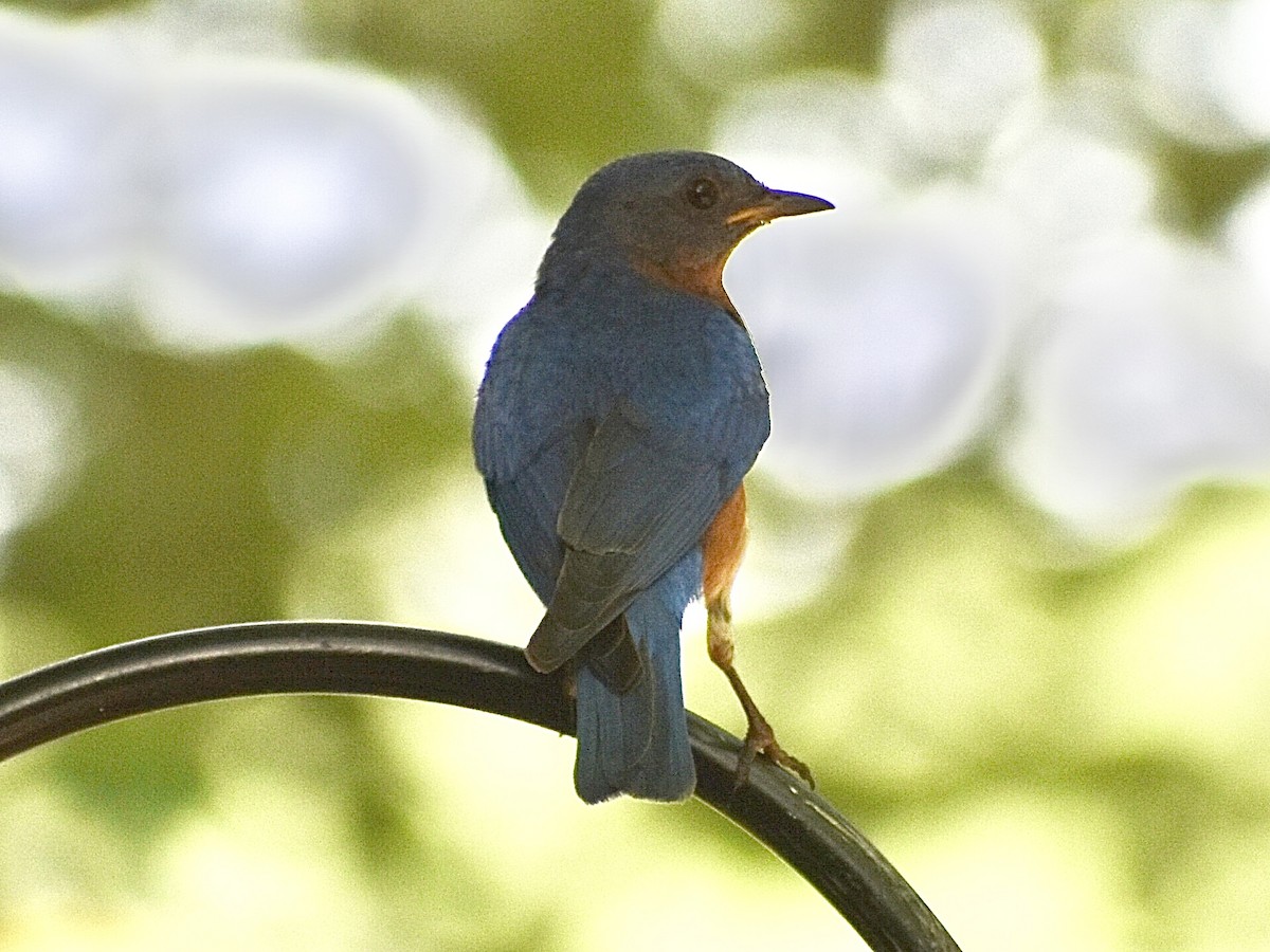 Eastern Bluebird - Darrell Huneycutt