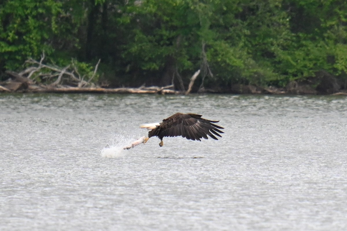 Bald Eagle - Rebecca Morgan