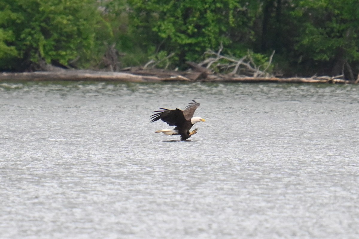 Bald Eagle - Rebecca Morgan