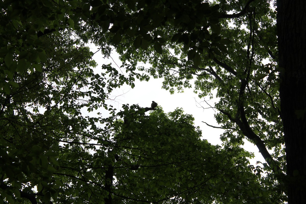 Red-tailed Hawk - Ben Osborn