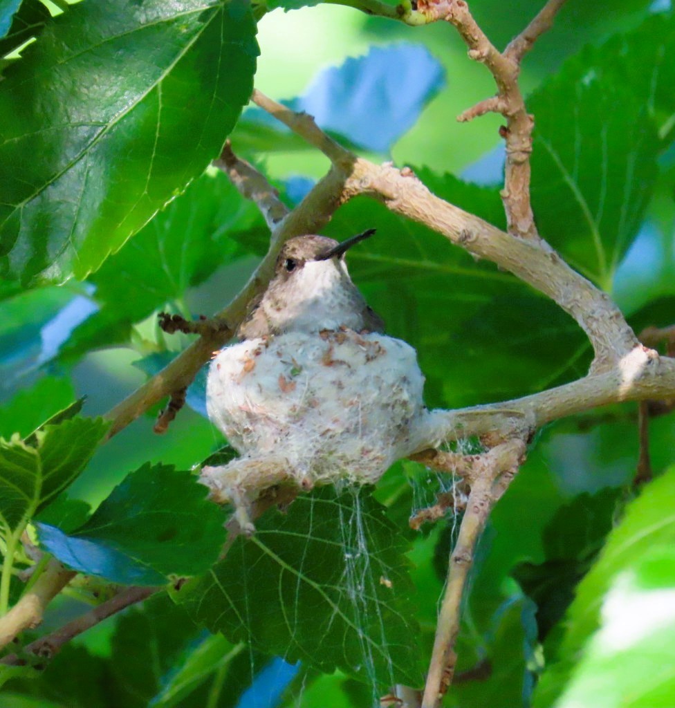 Anna's Hummingbird - Natalie Tanner