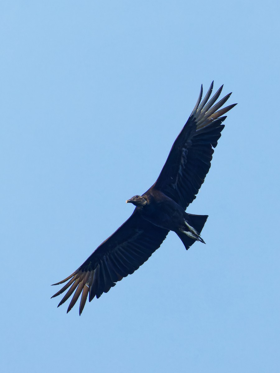 Black Vulture - Ruogu Li