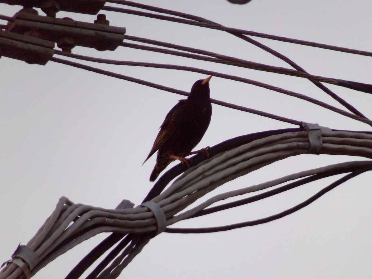 European Starling - Texas Bird Family