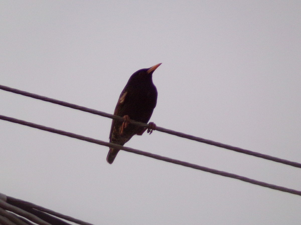 European Starling - Texas Bird Family