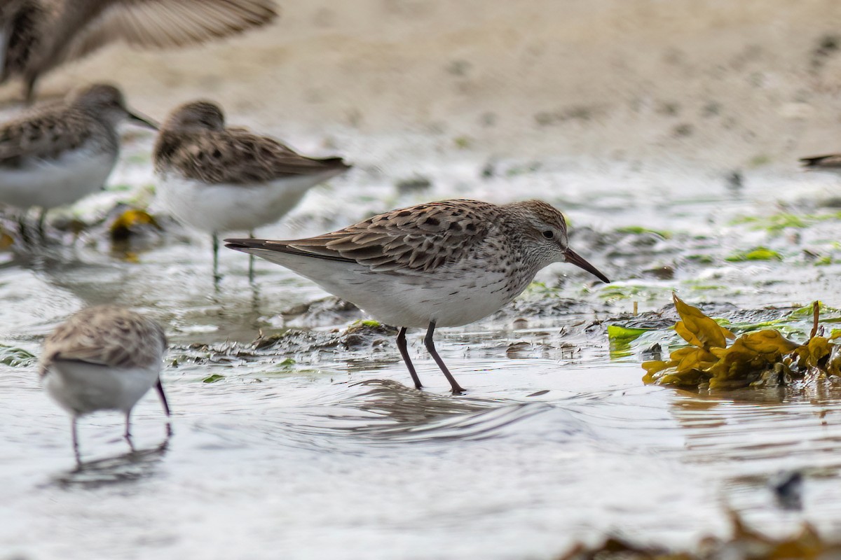 White-rumped Sandpiper - Joshua Malbin