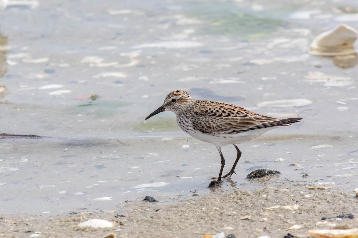 White-rumped Sandpiper - Joshua Malbin