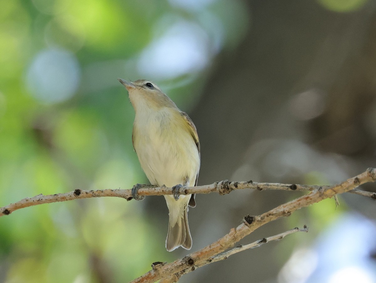 Warbling Vireo - Chris Gilbert