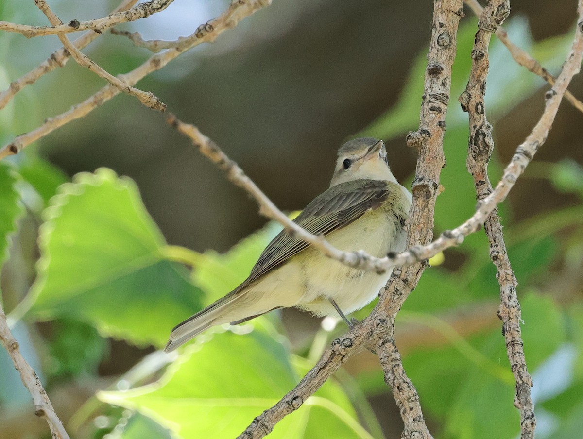 Warbling Vireo - Chris Gilbert