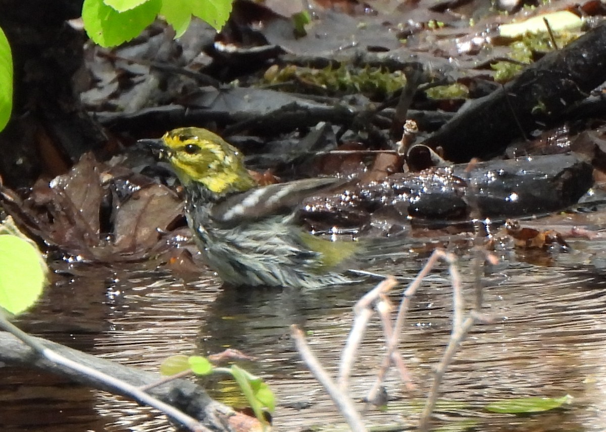 Black-throated Green Warbler - Richard and Janice Drummond