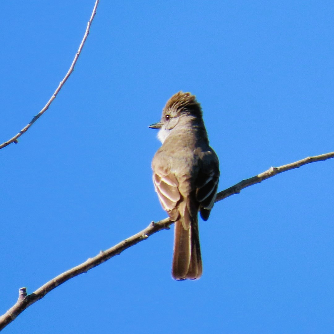 Western Wood-Pewee - Natalie Tanner