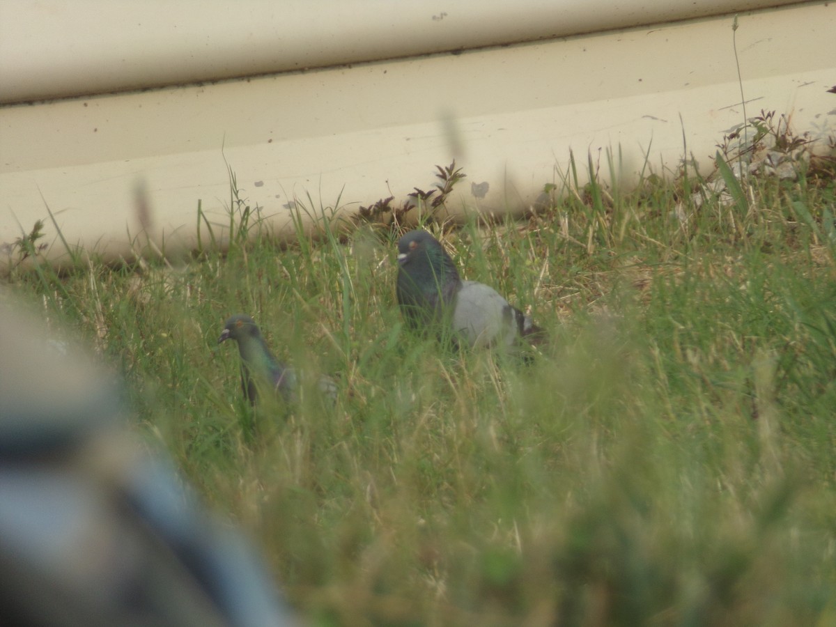 Rock Pigeon (Feral Pigeon) - Texas Bird Family