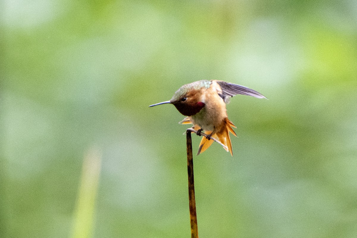 Allen's Hummingbird - Steven Hunter