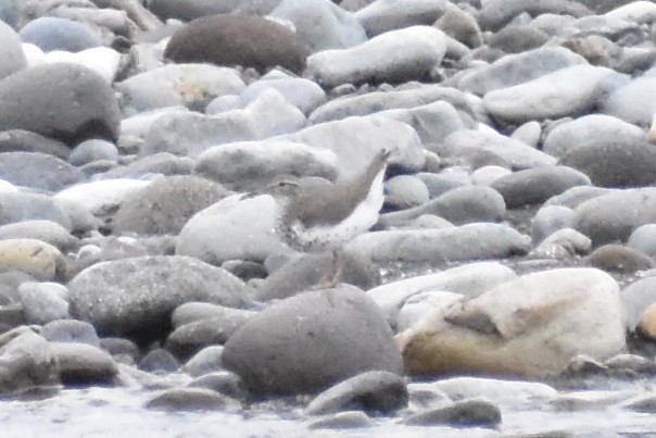 Spotted Sandpiper - Grace Barthelmess