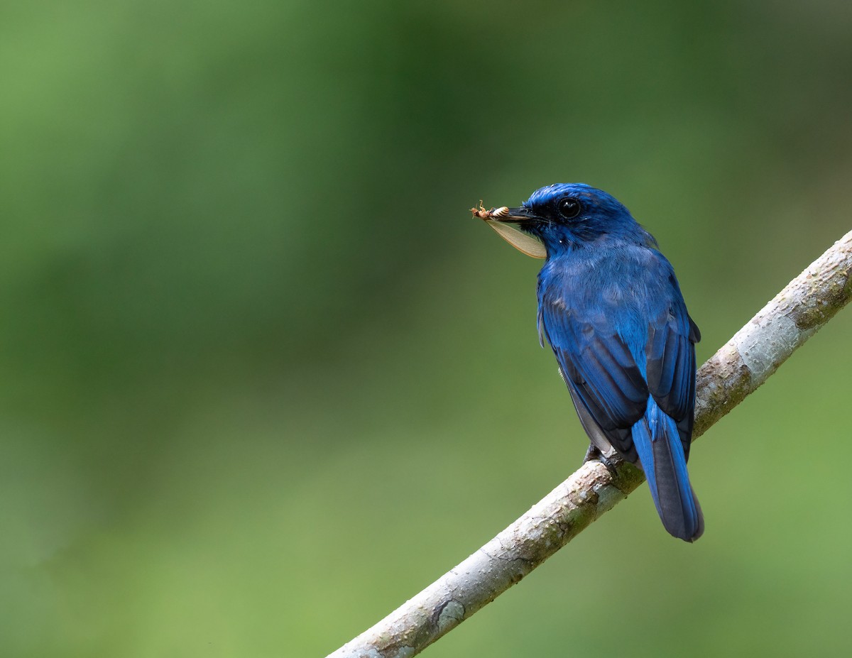 Malaysian Blue Flycatcher - wengchun malaysianbirder