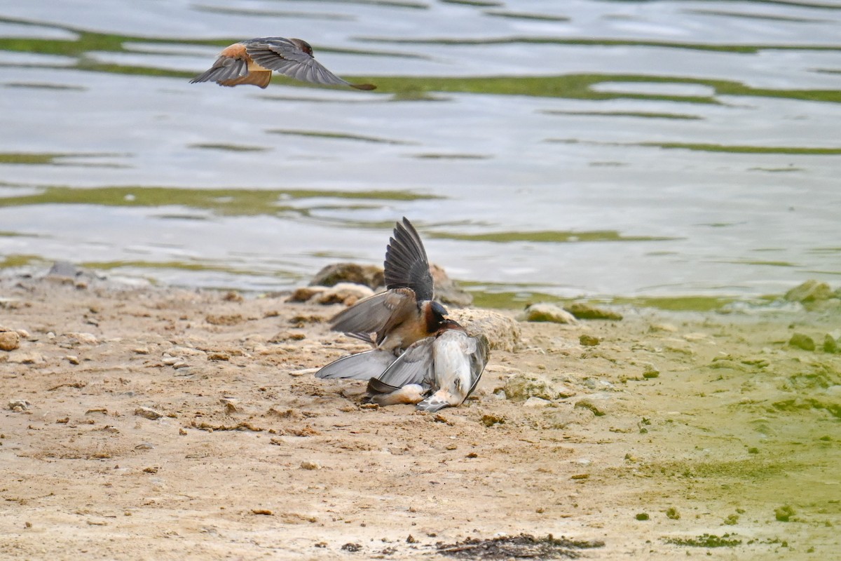 Cliff Swallow - Rebecca Morgan