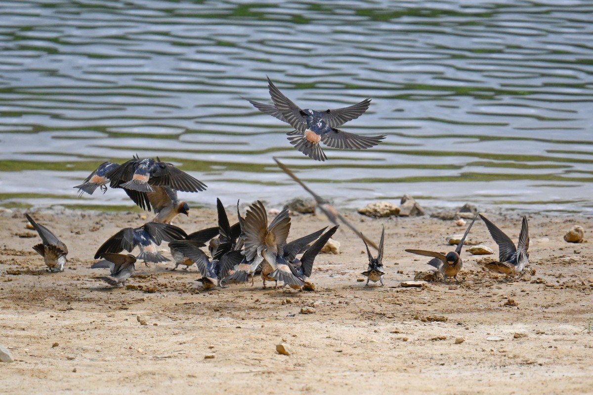 Cliff Swallow - Rebecca Morgan