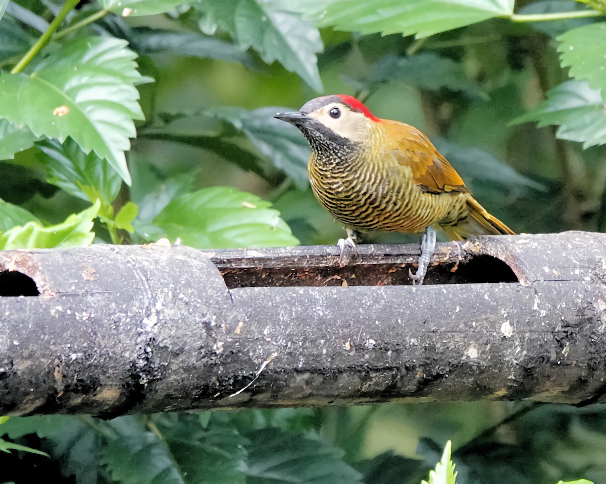 Golden-olive Woodpecker - Marie Ostrander