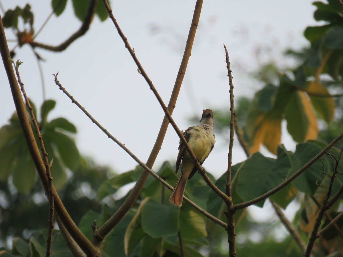 Brown-crested Flycatcher - Sam Holcomb