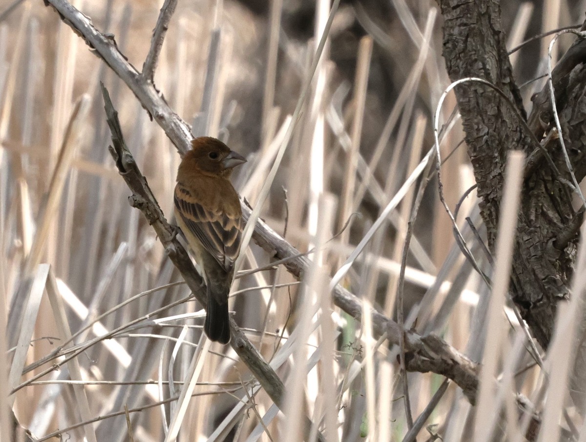 Blue Grosbeak - Chris Gilbert