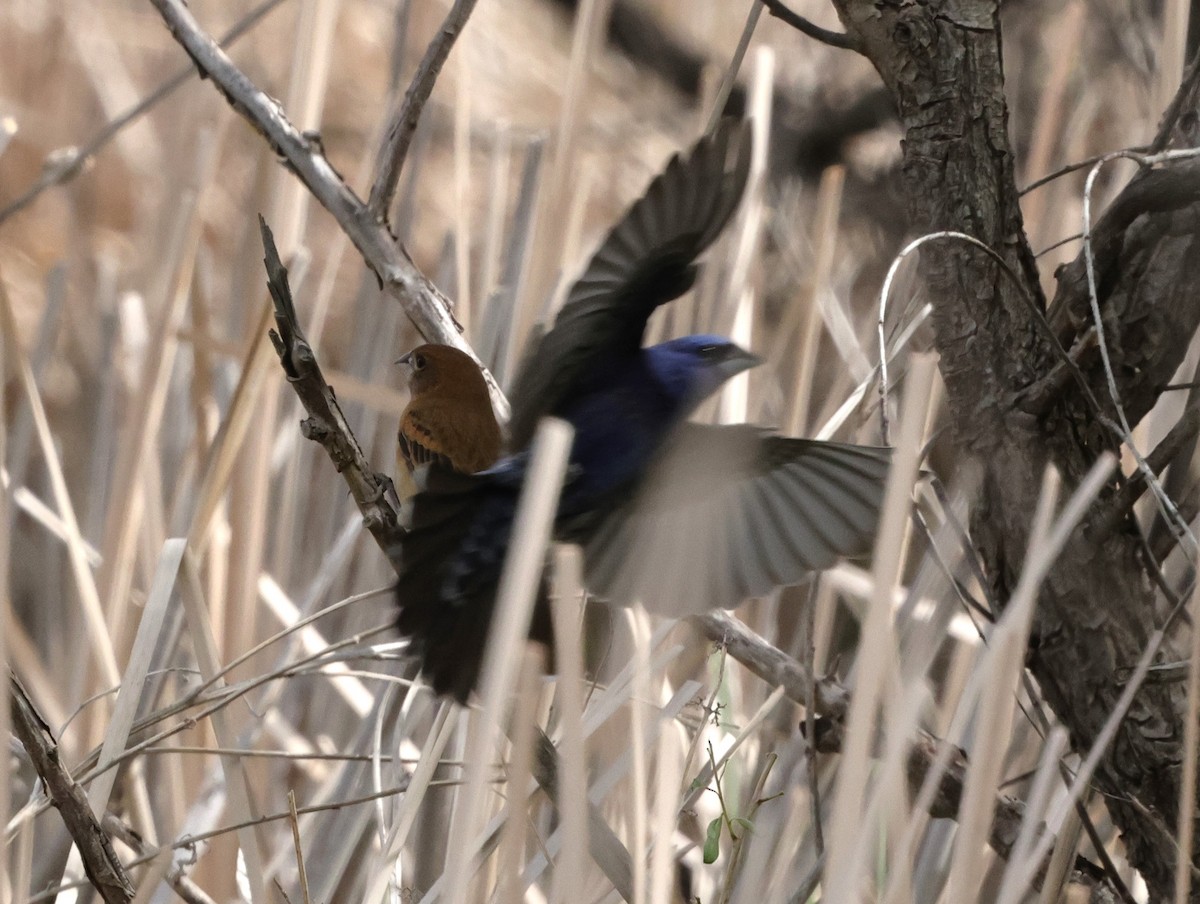 Blue Grosbeak - Chris Gilbert