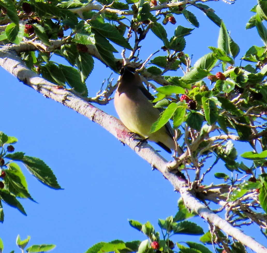 Cedar Waxwing - Natalie Tanner