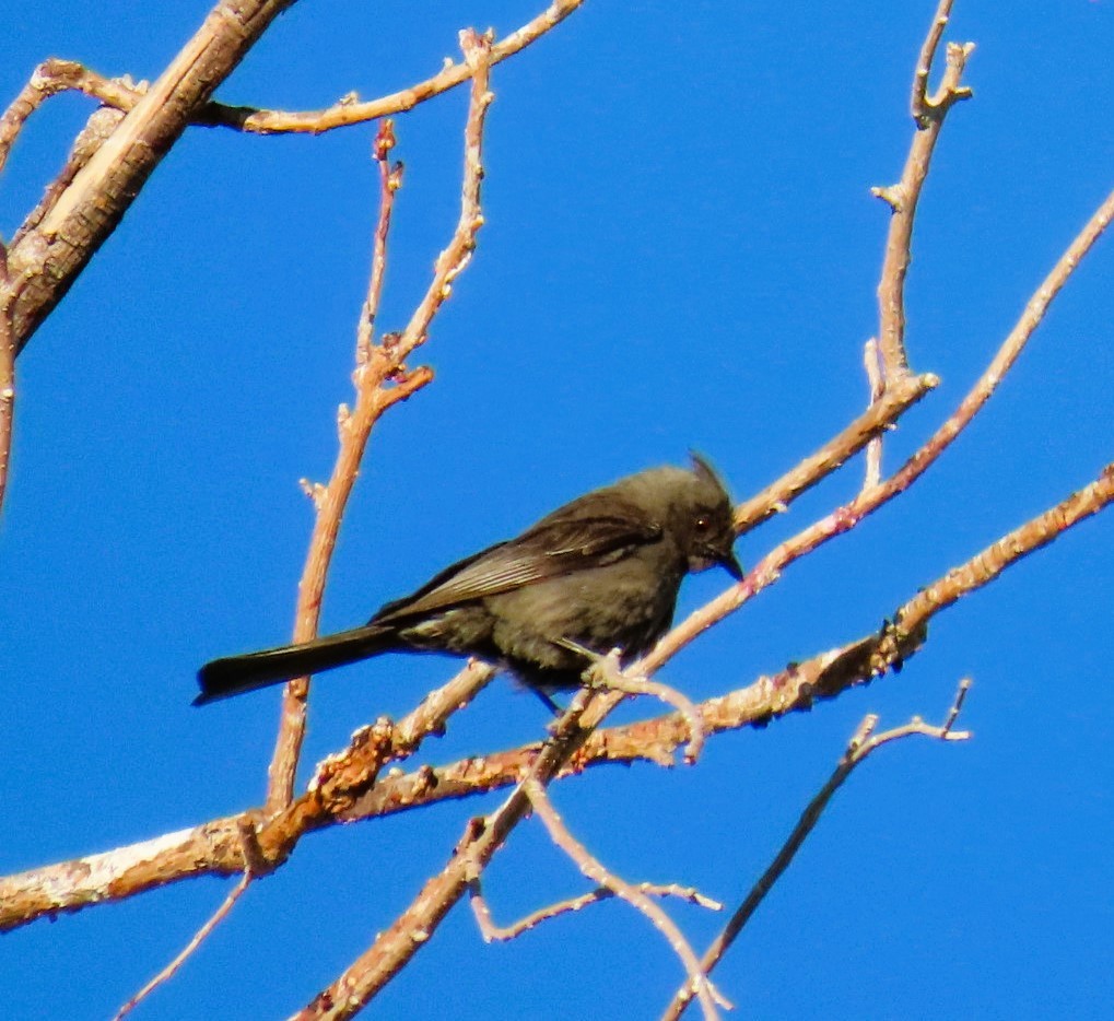 Phainopepla - Natalie Tanner