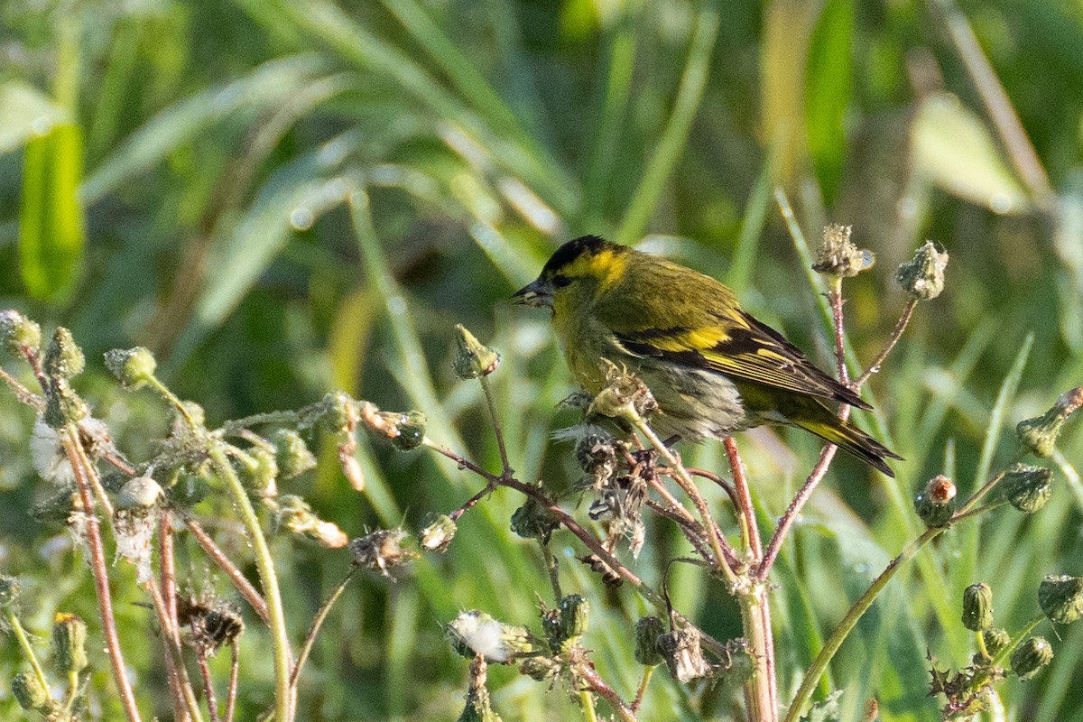 Eurasian Siskin - ML619652436