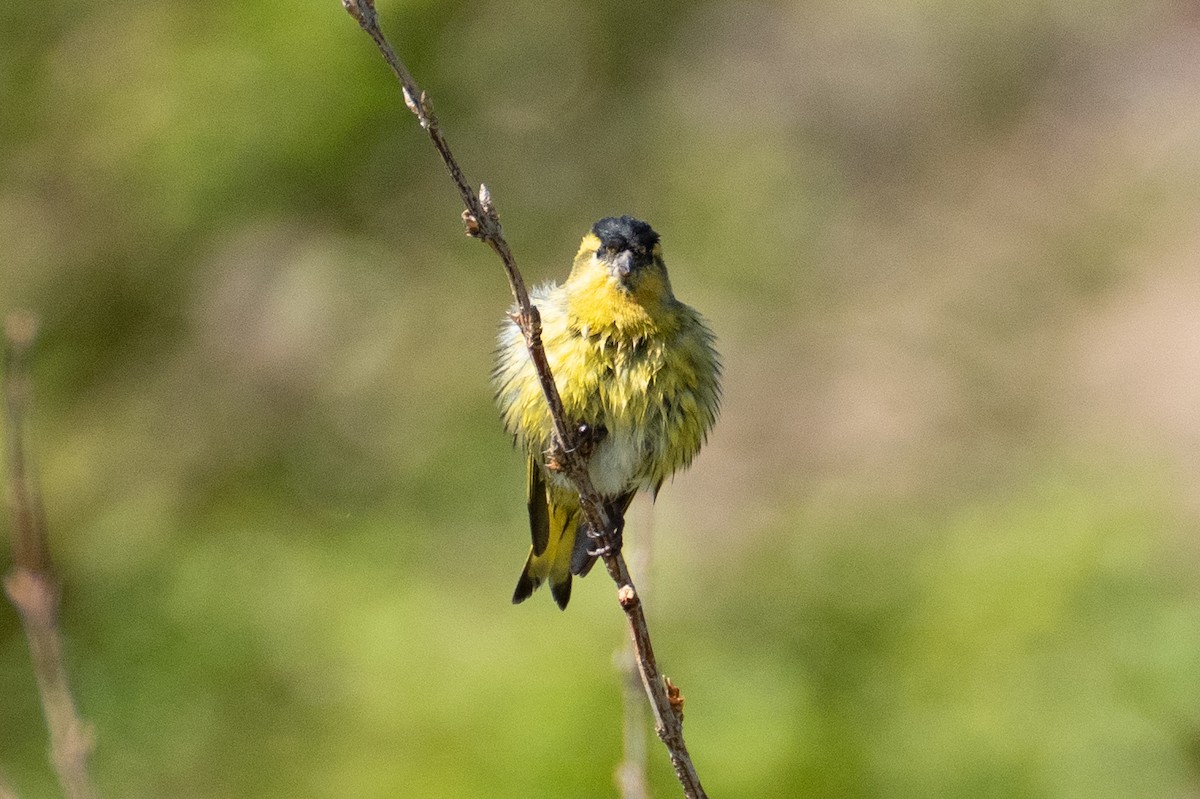 Eurasian Siskin - Fran Kim