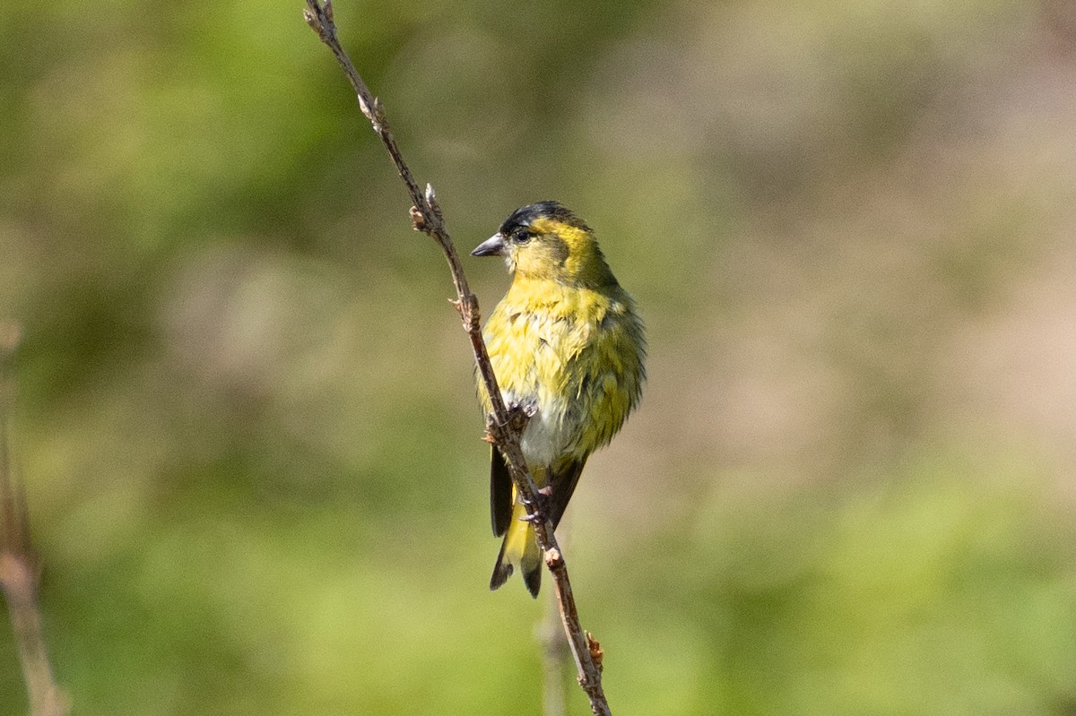 Eurasian Siskin - Fran Kim