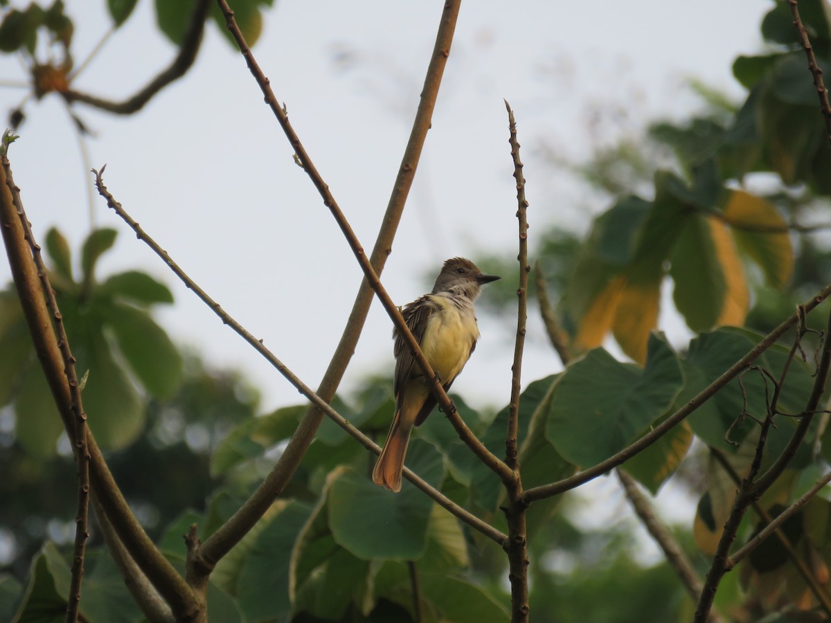 Brown-crested Flycatcher - Sam Holcomb