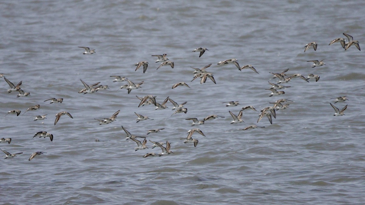 Semipalmated Sandpiper - Yi-Ying Lee