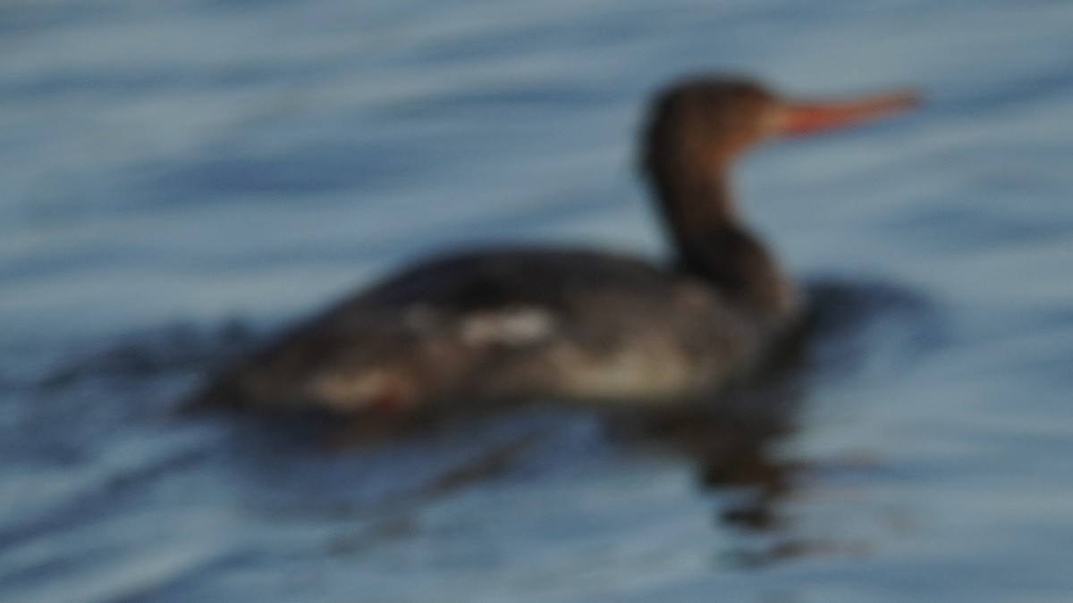 Red-breasted Merganser - John McCallister