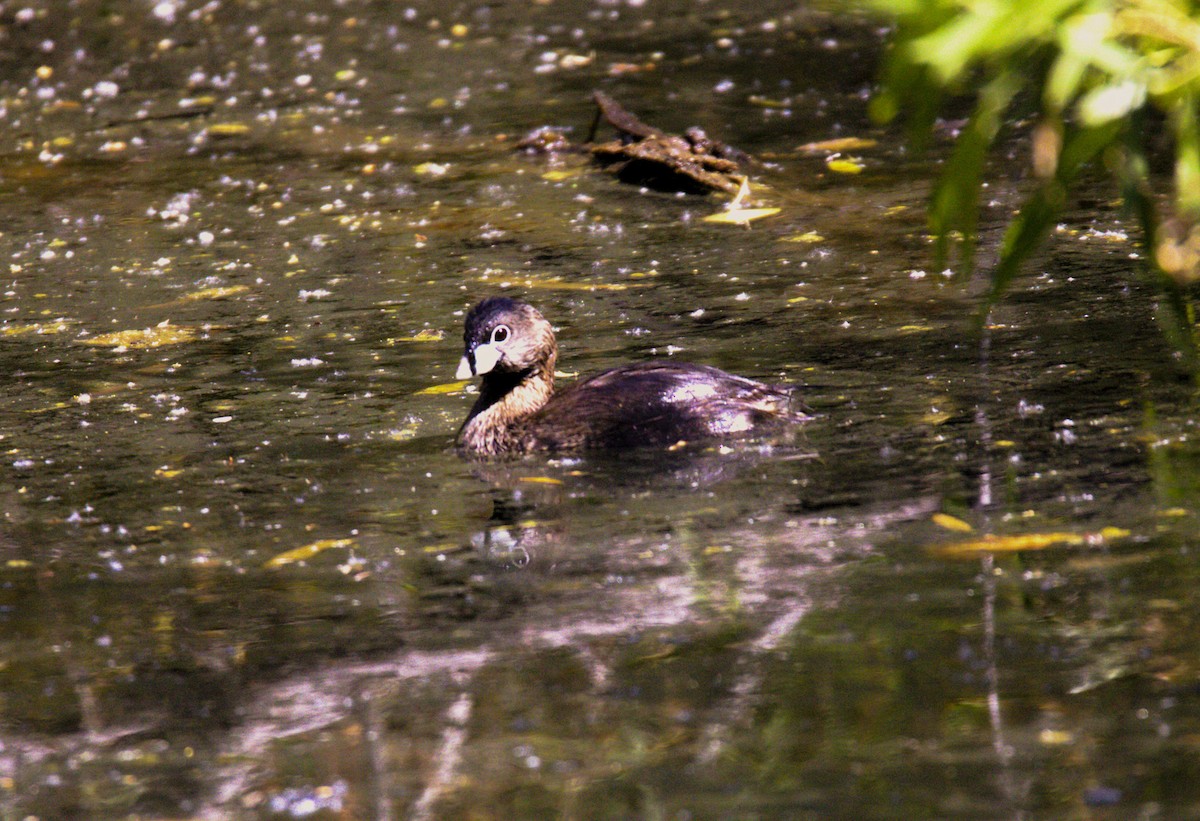 Pied-billed Grebe - Don Carney