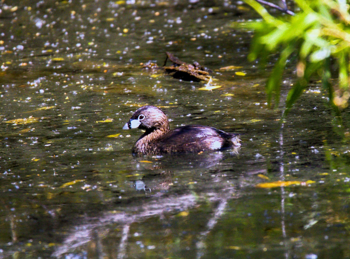 Pied-billed Grebe - Don Carney
