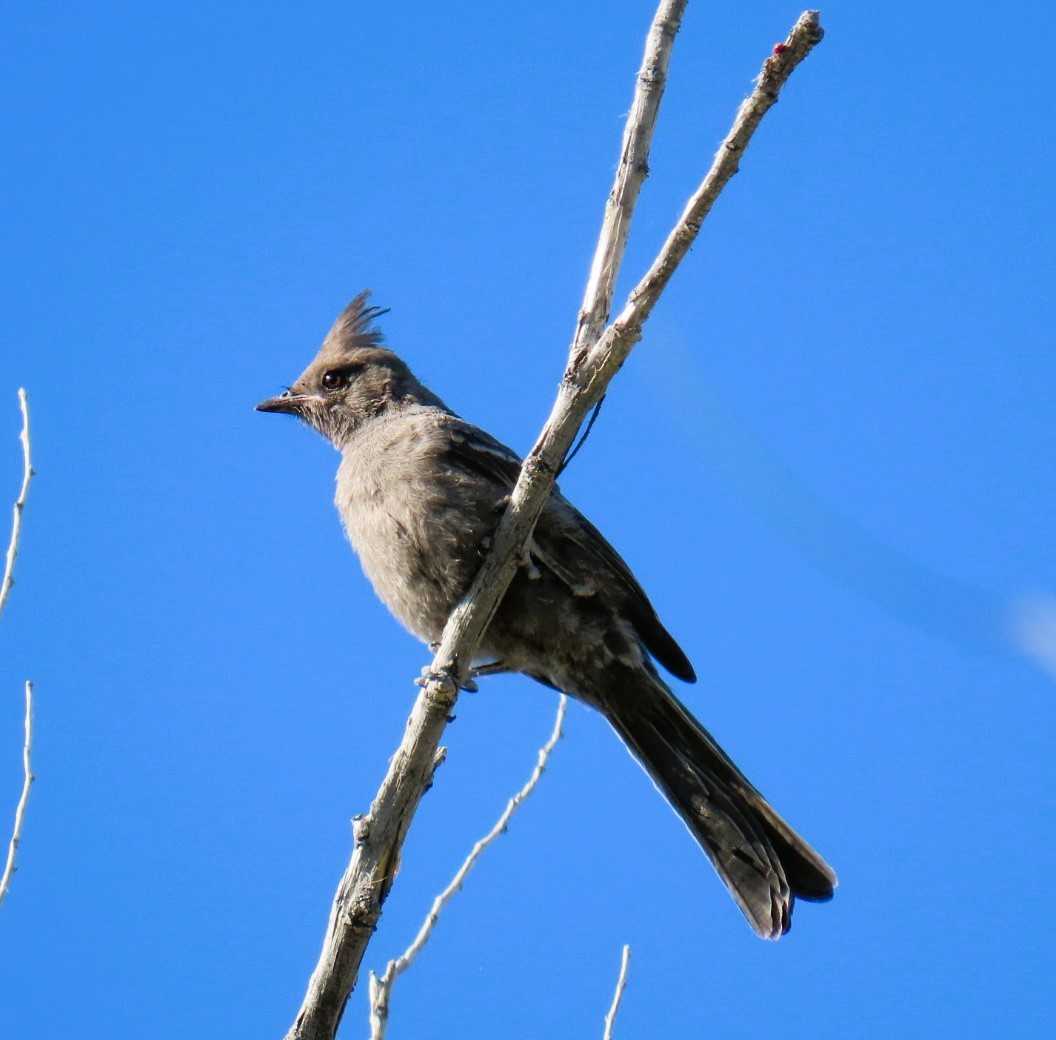 Phainopepla - Natalie Tanner