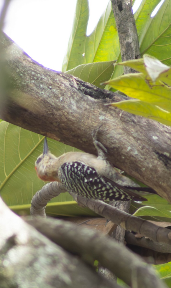 Red-crowned Woodpecker - Eyder Daniel Gómez López