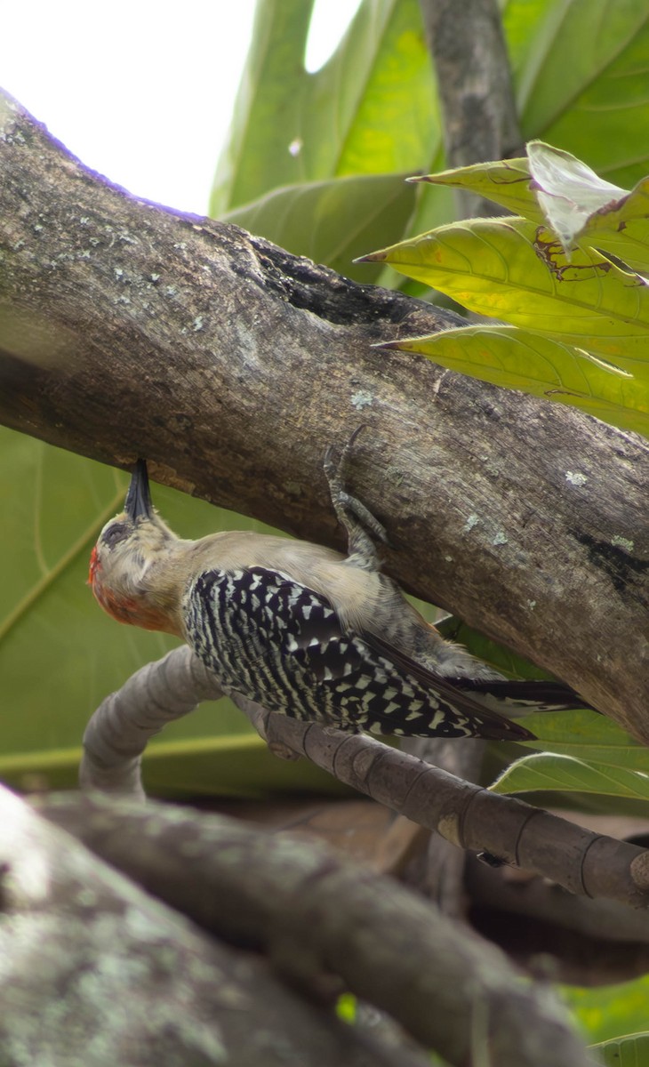 Red-crowned Woodpecker - Eyder Daniel Gómez López