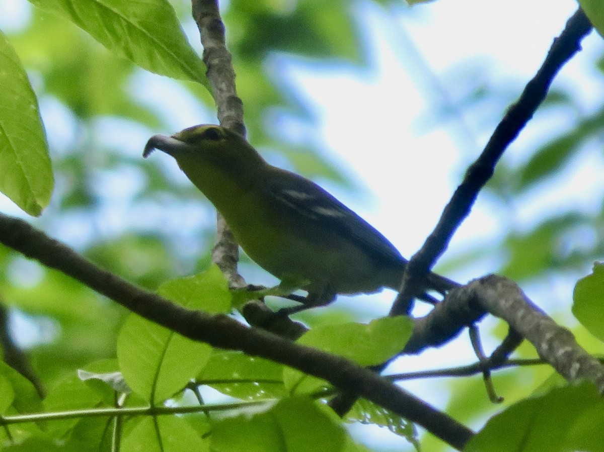 Yellow-throated Vireo - Christine Cote