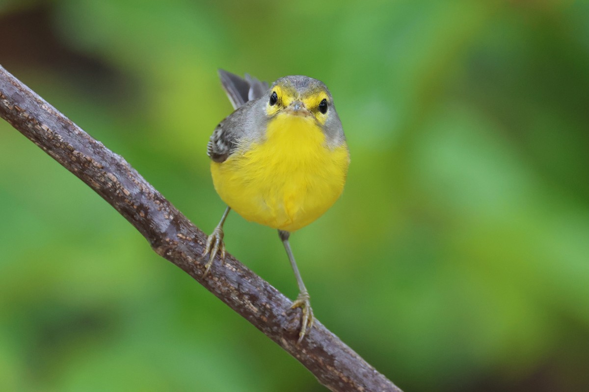 Barbuda Warbler - Olivier Langrand