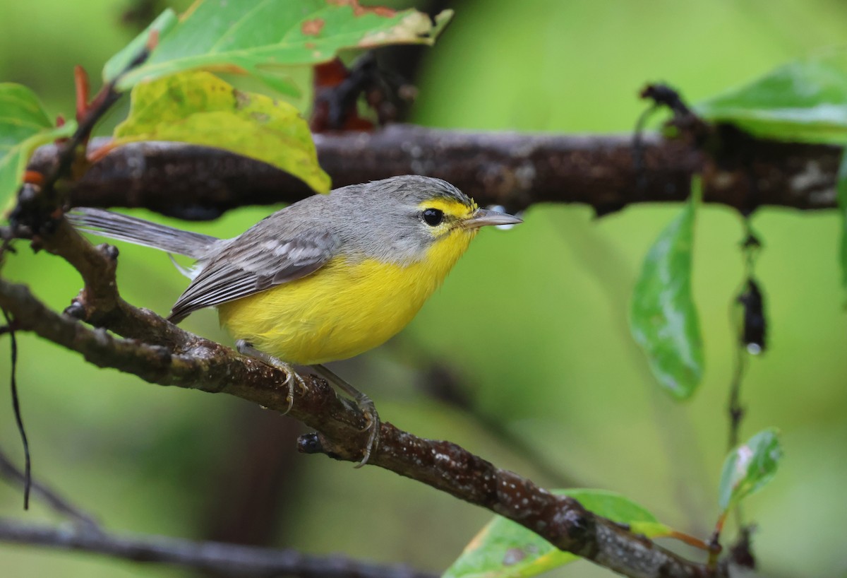 Barbuda Warbler - Olivier Langrand