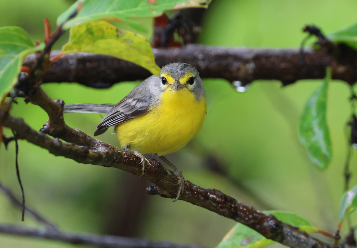 Barbuda Warbler - Olivier Langrand