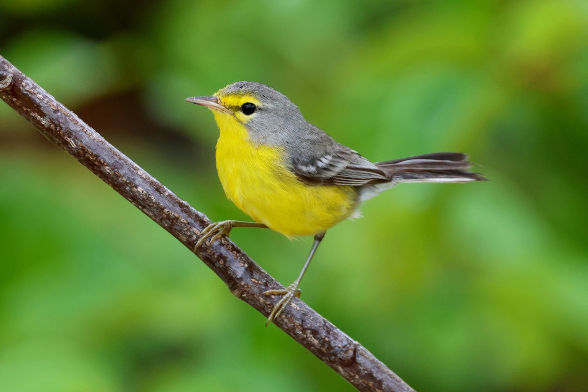 Barbuda Warbler - Olivier Langrand