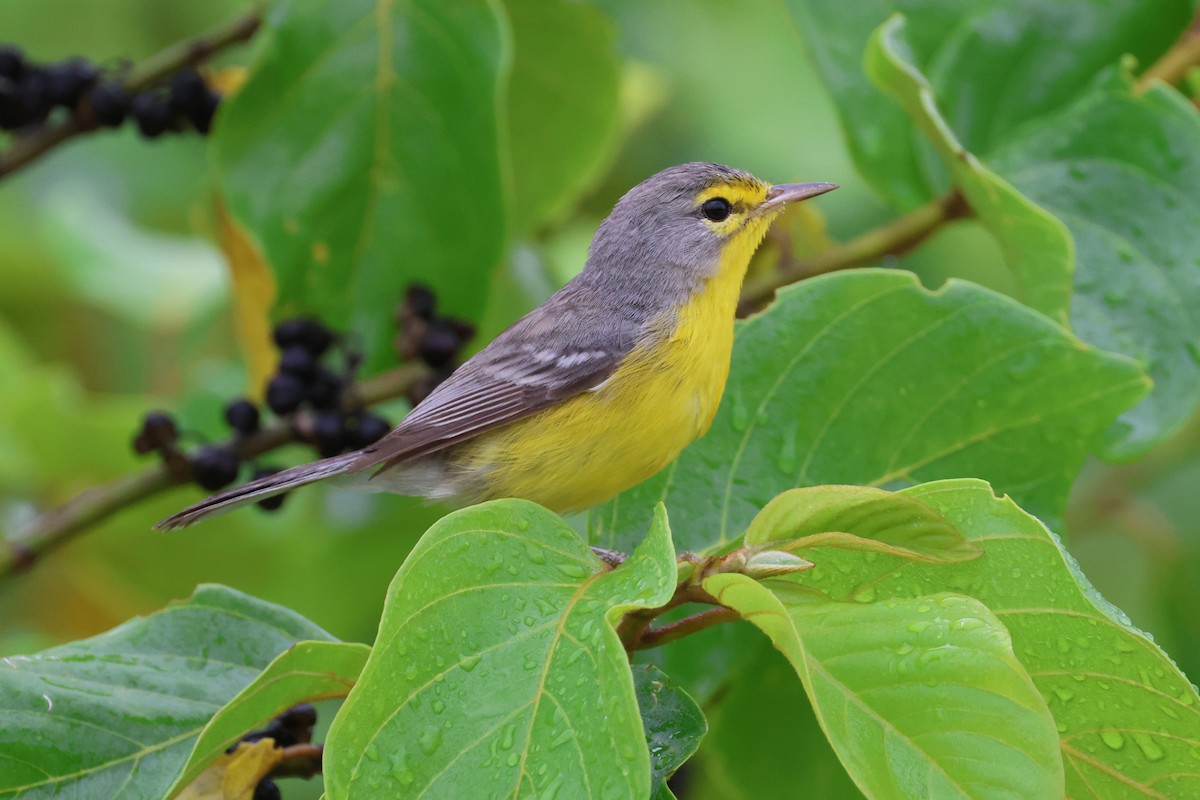 Barbuda Warbler - Olivier Langrand