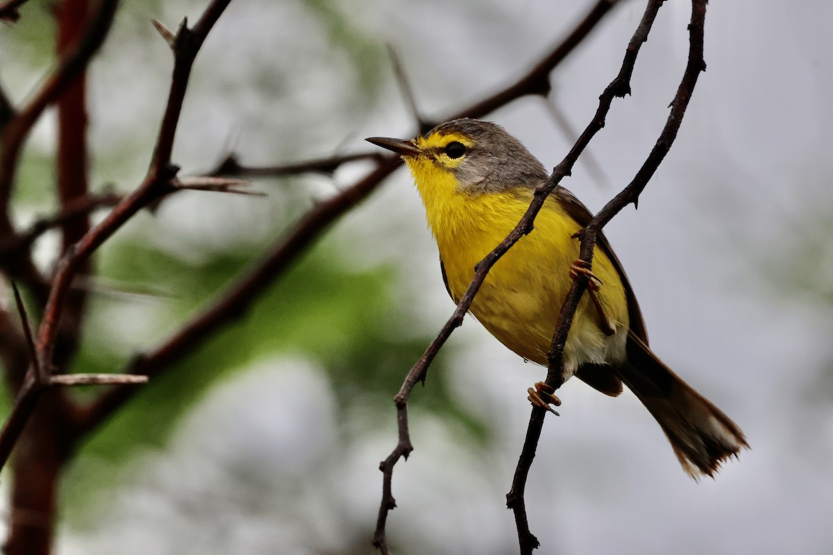 Barbuda Warbler - Olivier Langrand