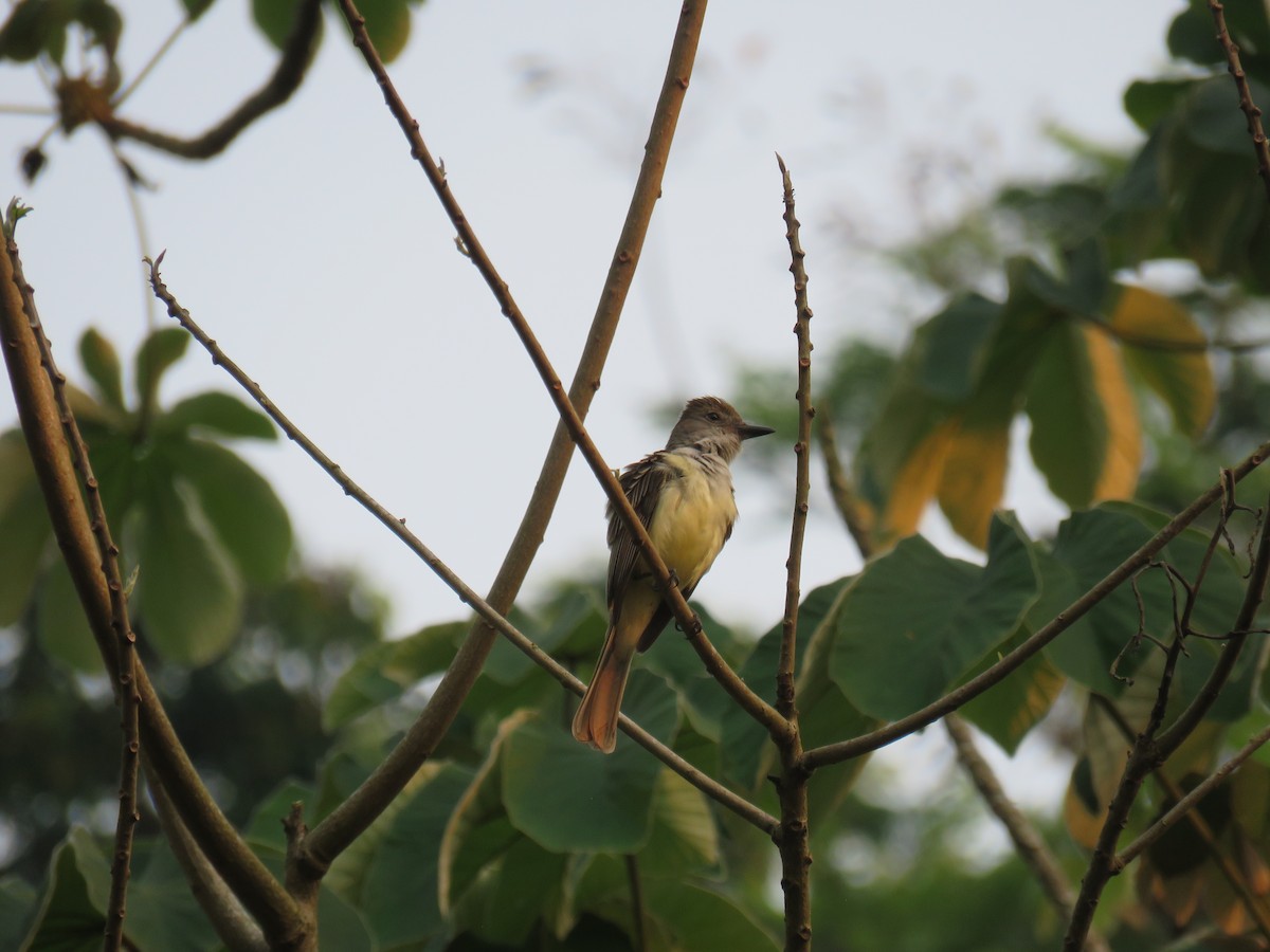 Brown-crested Flycatcher - Sam Holcomb