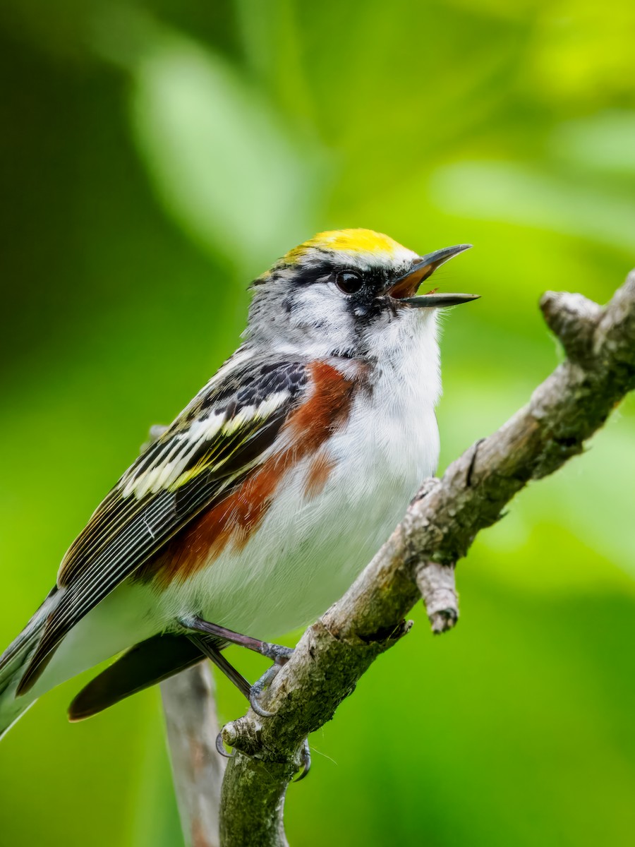 Chestnut-sided Warbler - ML619652478