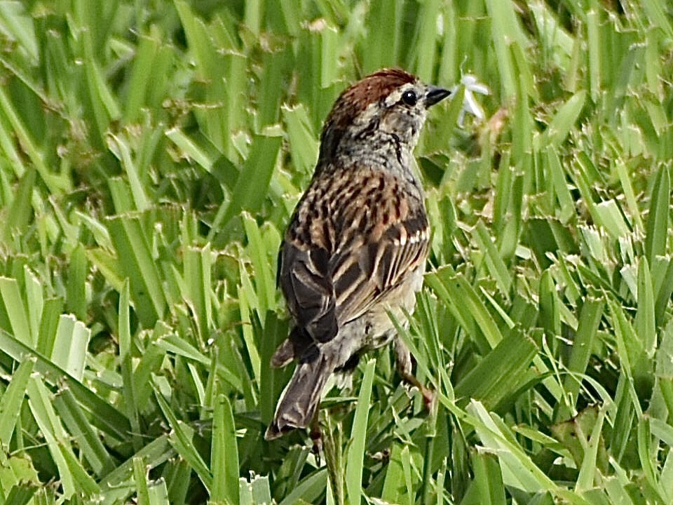 Chipping Sparrow - ML619652482
