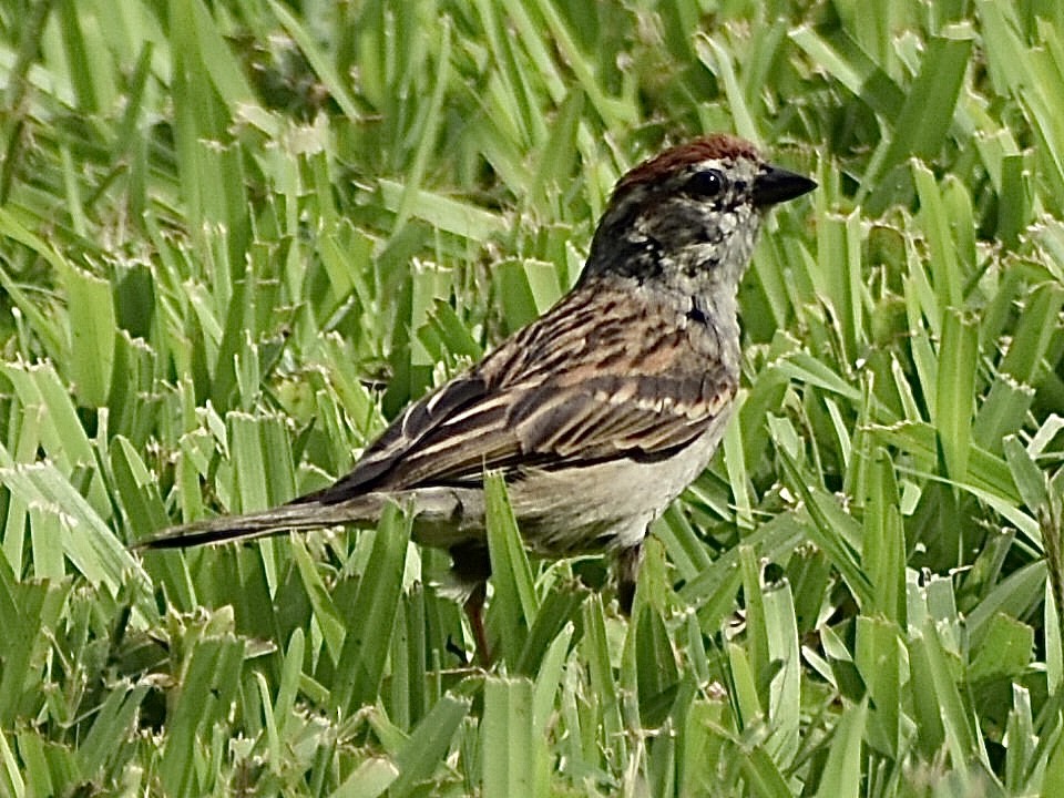 Chipping Sparrow - ML619652483