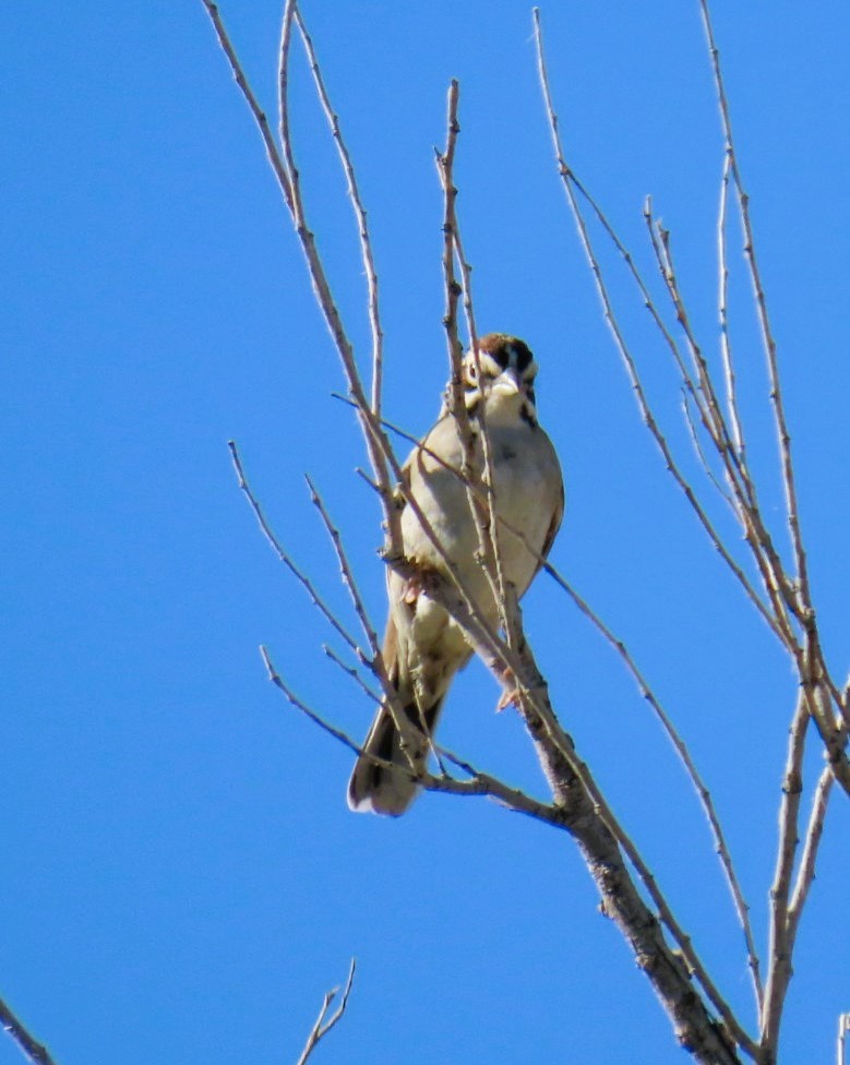 Lark Sparrow - Natalie Tanner