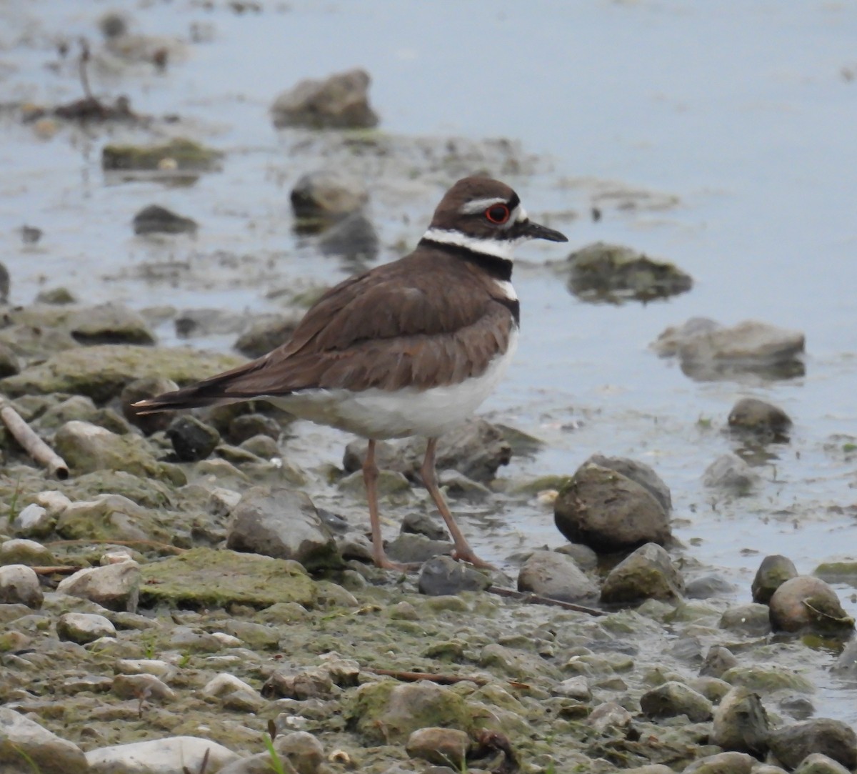 Killdeer - Hin Ki  & Queenie  Pong